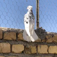 شازده هما سرور درجه۱|پرنده|قم, آزادگان|دیوار