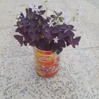برای فروش