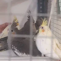 جوجه عروس هلندی اصیل