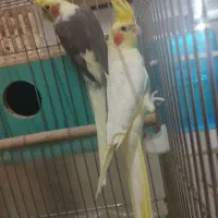 ۱ جفت عروس هلندی بالغ