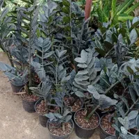 زاموفیلیا بلک،|گل و گیاه طبیعی|اسالم, |دیوار