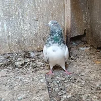 سه تا کله سبز|پرنده|اردبیل, |دیوار