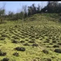 زمین-2000متری-کاربری-کشاورزی-لاهیجان