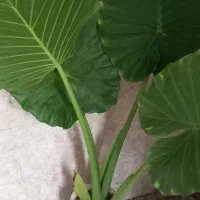 گل بابا ادم