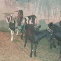 فروش بر آبستن