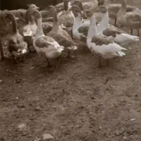 غاز محلی