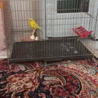 قفس