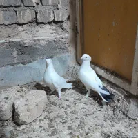 کفتر نر پلاس|پرنده|قم, تعویض پلاک|دیوار