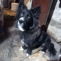 ژرمن بلکشیتز  خونگی پا کوتاه