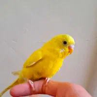 مرغ عشق تازه دونخور رام و دستی