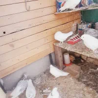 کبوترفروشی‌یکجا‌باتخم‌وجوجه