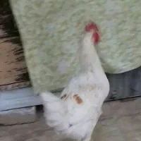 خورس معلی دورنگ سالم سرحال  جوان