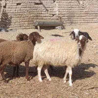 دو عدد میش 3بره ماده همشون جنس