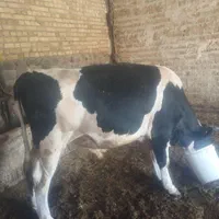 فروشی گوساله نر