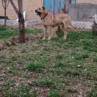 گمشد