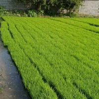بانک نشا همیار کشاورز