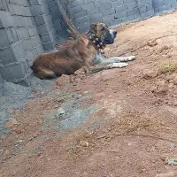 خراسانی