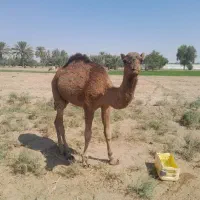 فروش یه نفر شتر نر|حیوانات مزرعه|قلعه گنج, |دیوار