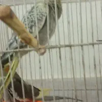 جوجه عروس هلندی مرواریدی ودسعی نیست