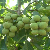 نهالستان مولائی ارقام کمیاب و صنوبر و میوه|خدمات باغبانی و درختکاری|سراب, |دیوار