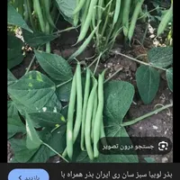 لوبیا سبز با کیفیت خوشمزه نازک  هر کیلو 50تومن