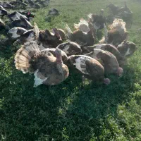 فروش  بوقلمون محلی  بربرون|حیوانات مزرعه|شاهین دژ, |دیوار