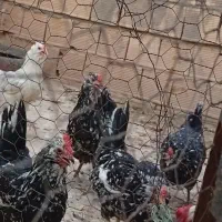 تخم‌مرغ گلین نطفه دار