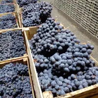 انگور دیمی سردشت درجه یک|خوردنی و آشامیدنی|تهران, میدان میوه و تره‌بار مرکزی|دیوار