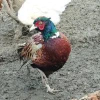 خروس آمریکایی