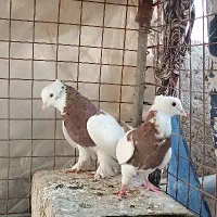 دو جفت کفتر