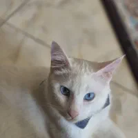گربه