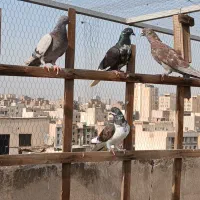 کفتر پرشی|پرنده|تهران, سلسبیل جنوبی|دیوار