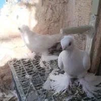 دو عدد ماده عرب اصل پاپر و نوک قنار (هر دو ماده)