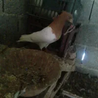 کبوتر باشی ساری