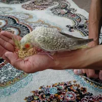 طوطی عروس ماده سرحال یک ساله|پرنده|رشت, تازه آباد|دیوار