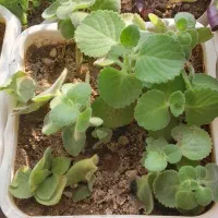 انواع گل و گیاه اپارتمانی|گل و گیاه طبیعی|مهاباد (آذربایجان غربی), |دیوار