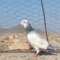 کبوتر نر|پرنده|زاهدان, |دیوار