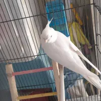 یک جفت عروس هلندی آلبینو مولد