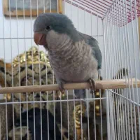 طوطی راهب ماده