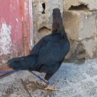 مرغ لاری|حیوانات مزرعه|خان ببین, |دیوار