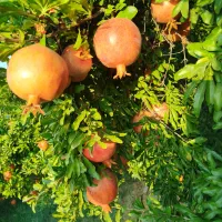 فروش انار|خدمات باغبانی و درختکاری|کوهنانی, |دیوار