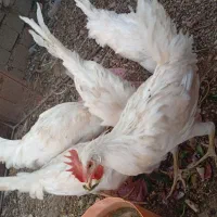 5عدد خروس