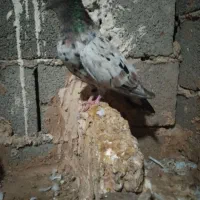 کبوترسمن کرزماده روی تخمه