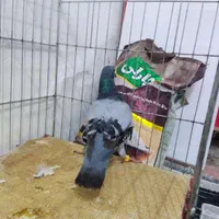 کبوتر مسافتی با یک جفت فنچ معمولی معاوضه می کنم|پرنده|بندر دیر, |دیوار