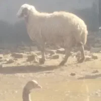 بز پاکستانی|حیوانات مزرعه|سبزوار, قصبه شرقی|دیوار