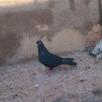 زاغ آبادانی با گور|پرنده|شوشتر, |دیوار