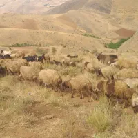 گوسفند معاوضه‌ای|حیوانات مزرعه|سنندج, |دیوار