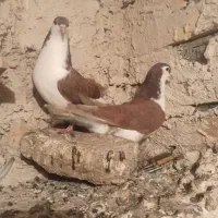 ساده سرخ
