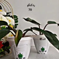 حراج واقعی گل و گیاه به علت کمبود جا|گل و گیاه طبیعی|قائن, |دیوار