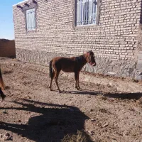 کره اسب|اسب و تجهیزات اسب‌سواری|تربت جام, جامرود|دیوار